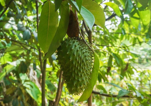 Guanábana (ananas épineux) 