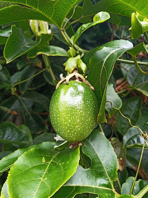 Maailman parhaat eksoottiset hedelmät: Granadilla