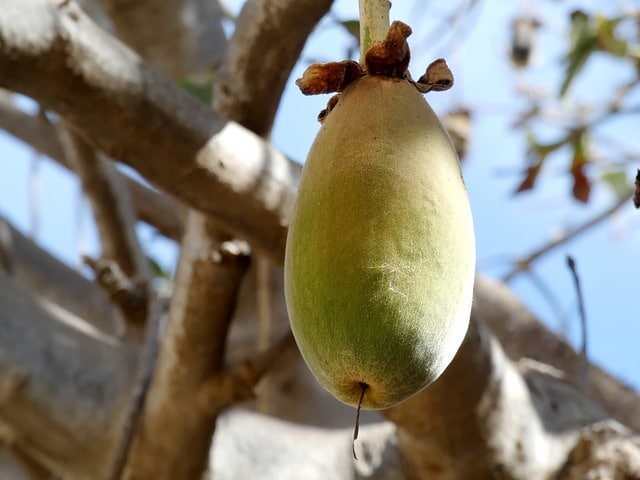 Baobab hedelmät