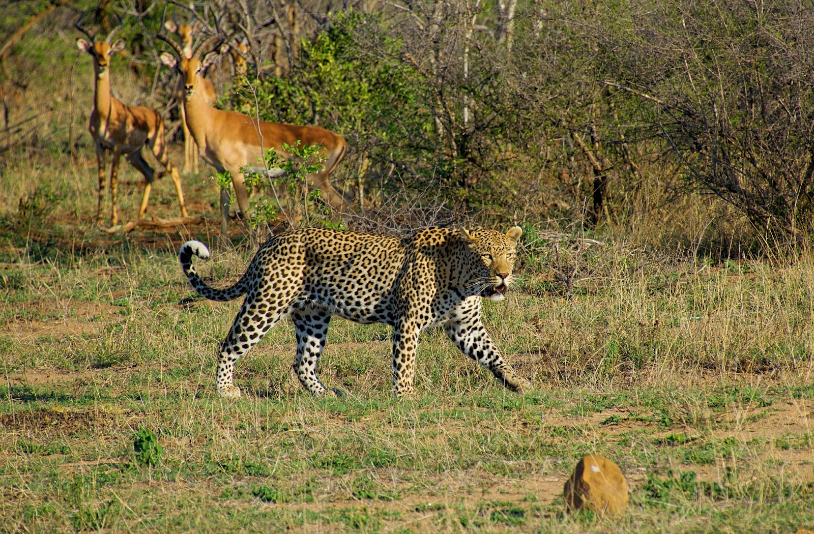 Nationalparker i Sydafrika: Kruger National Park