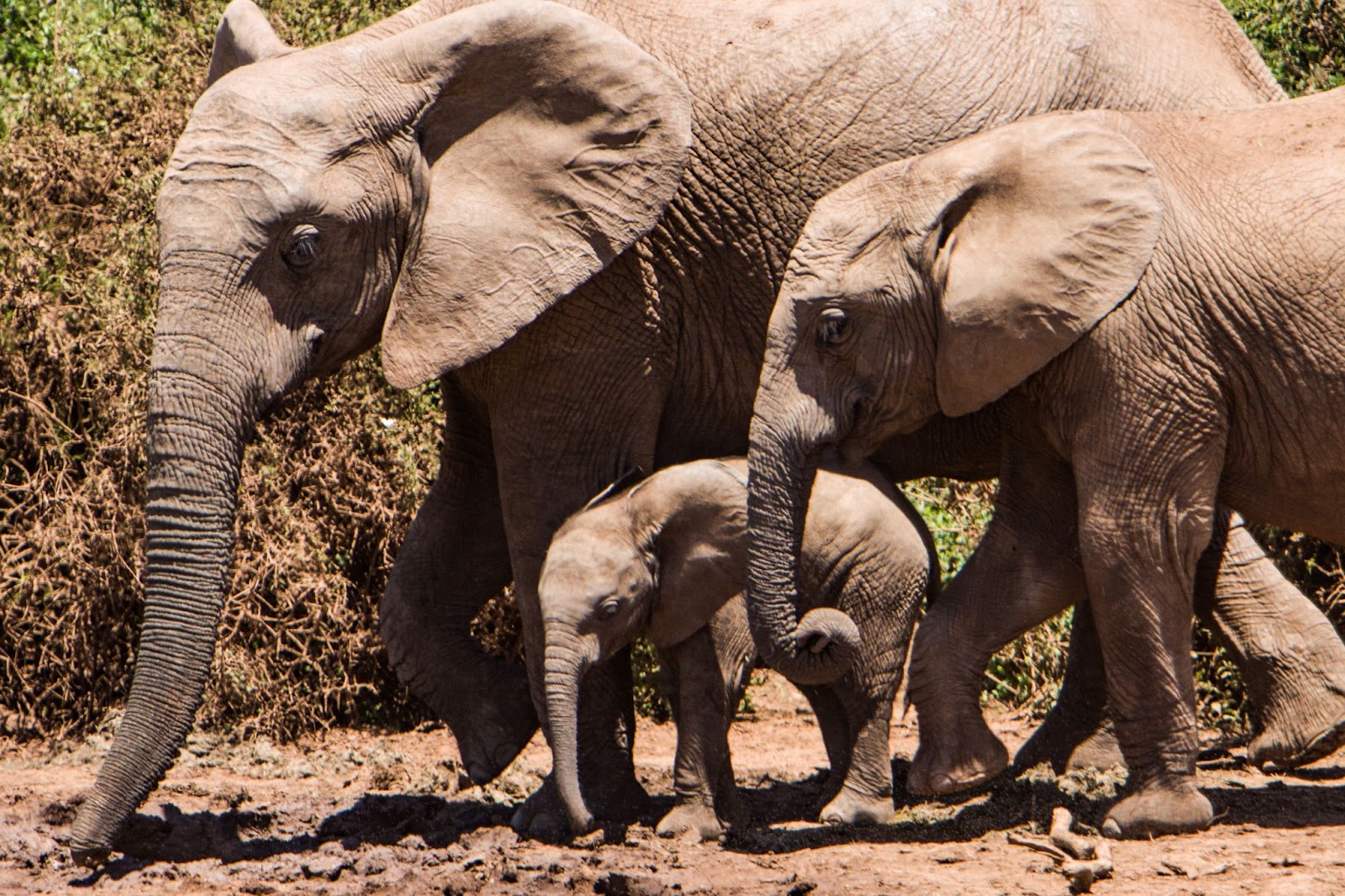 Les éléphants dans le parc national d'Addo Elephant (Aenp)