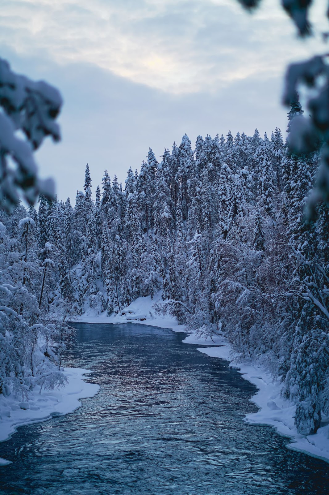 Bosque de Finlandia