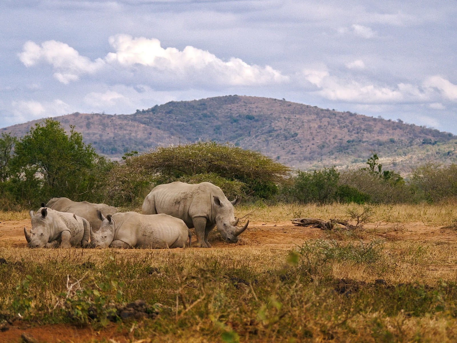 Rhinocéros dans le parc national de Hluhluwe-Imfolozi 