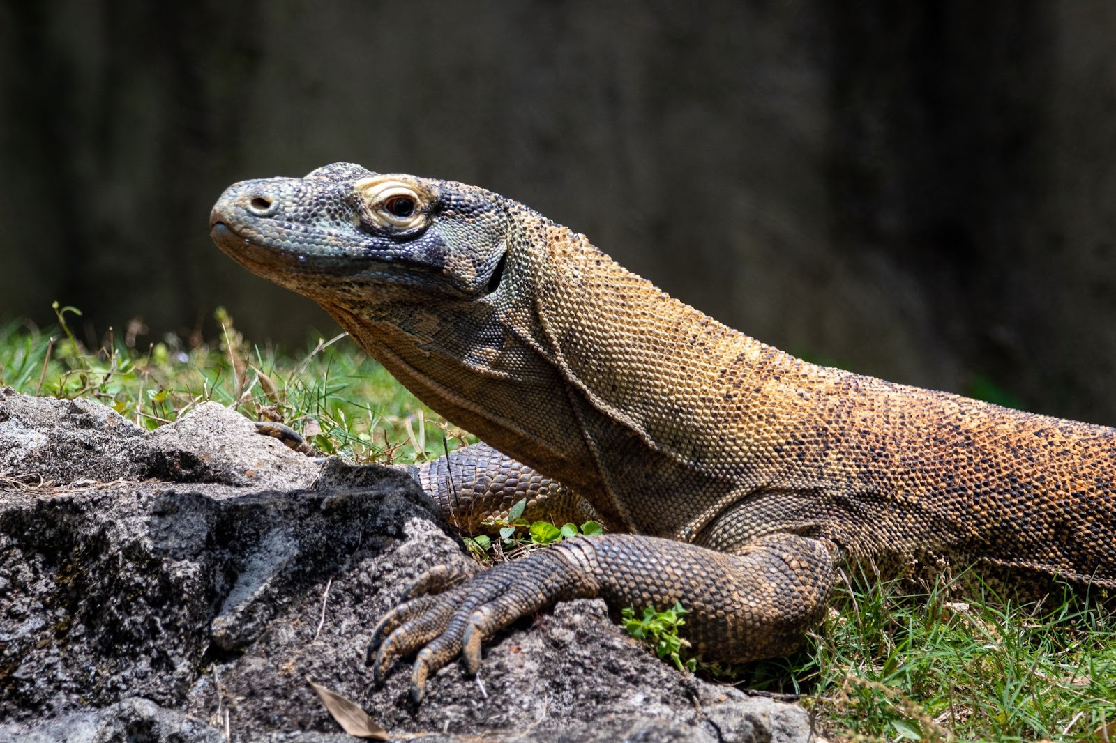 Komodo dragon, Indonesia