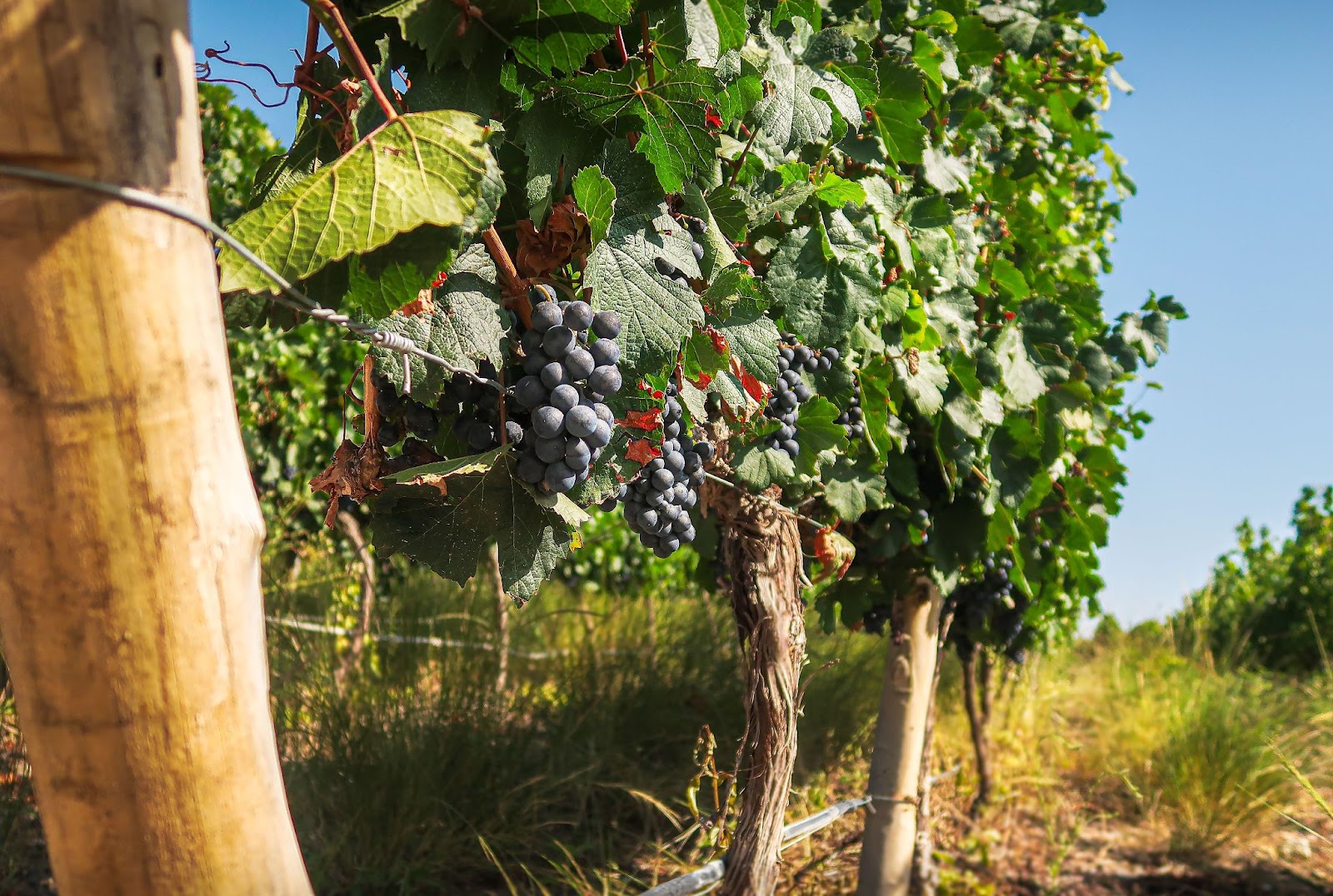 Argentina wine: vines