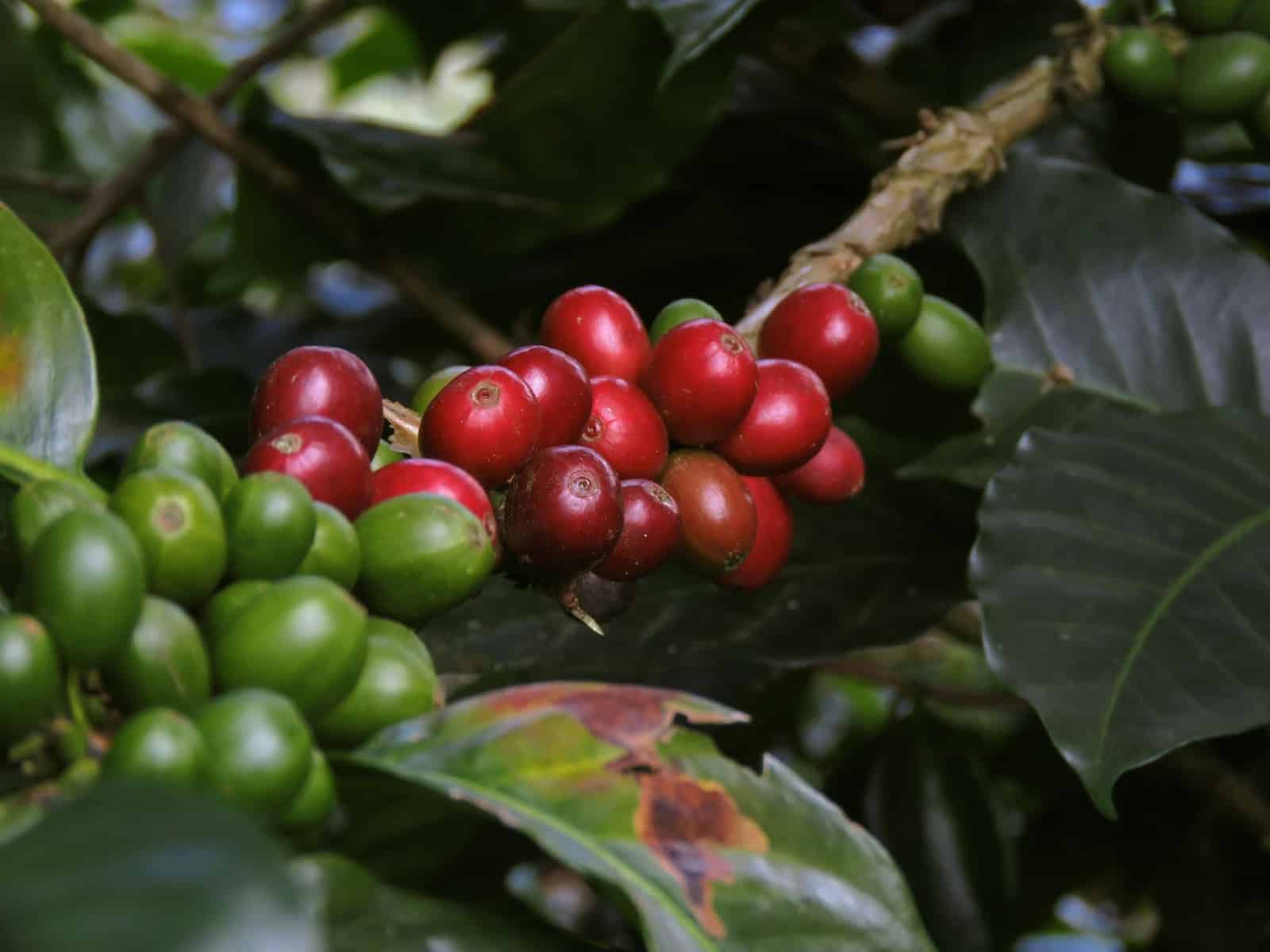 Kaffee in Kolumbien