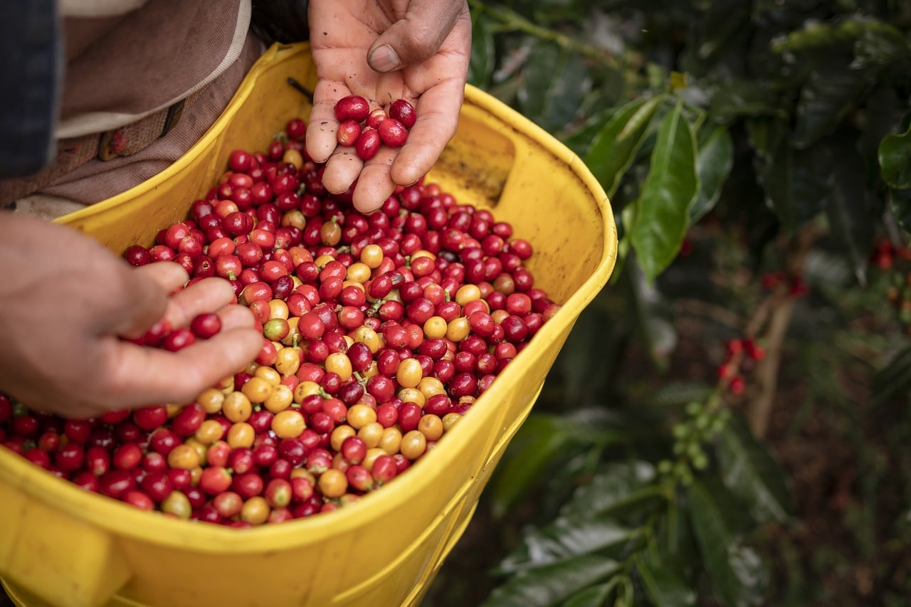 Das Kaffeedreieck in Kolumbien