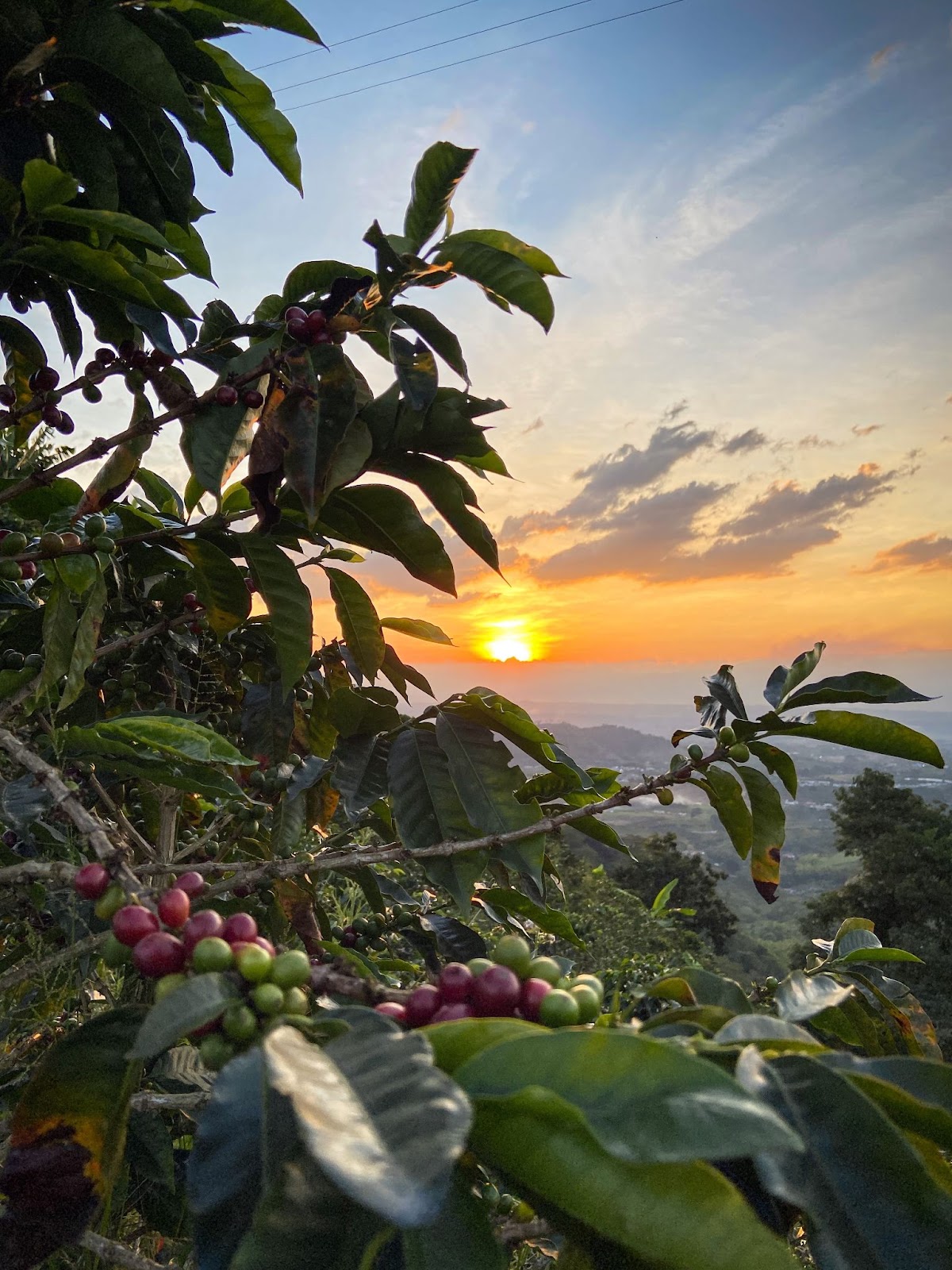 Granos de café y paisaje Colombia