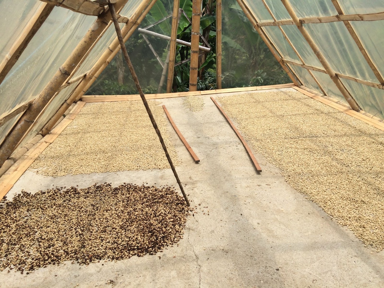 Kaffebønner tørres i Colombia