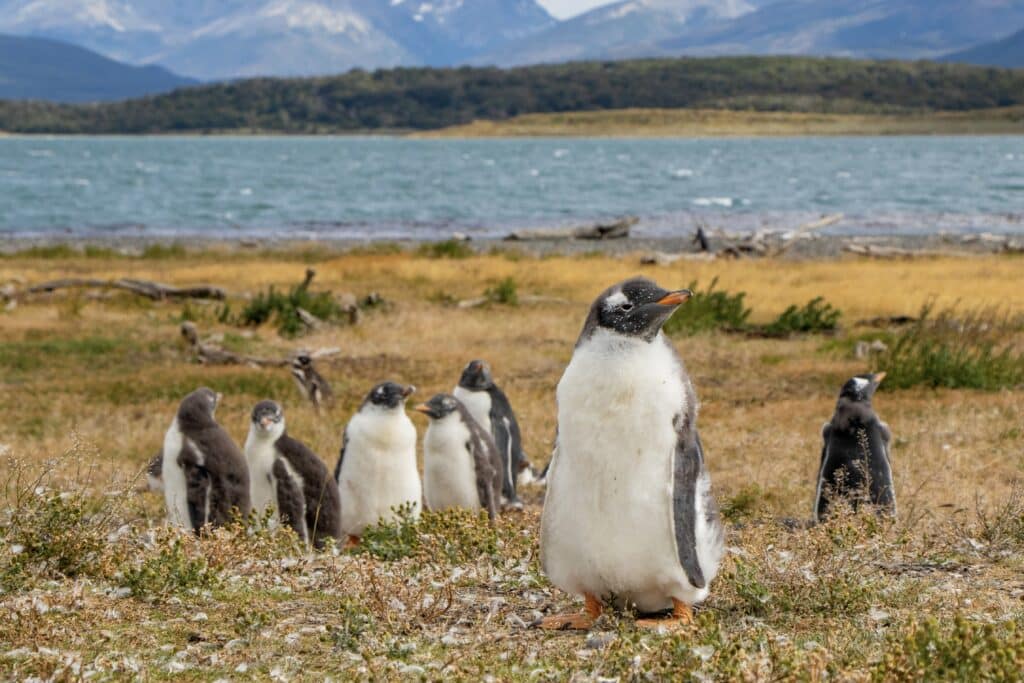 En grupp pingviner i Tierra Del Fuego nationalpark