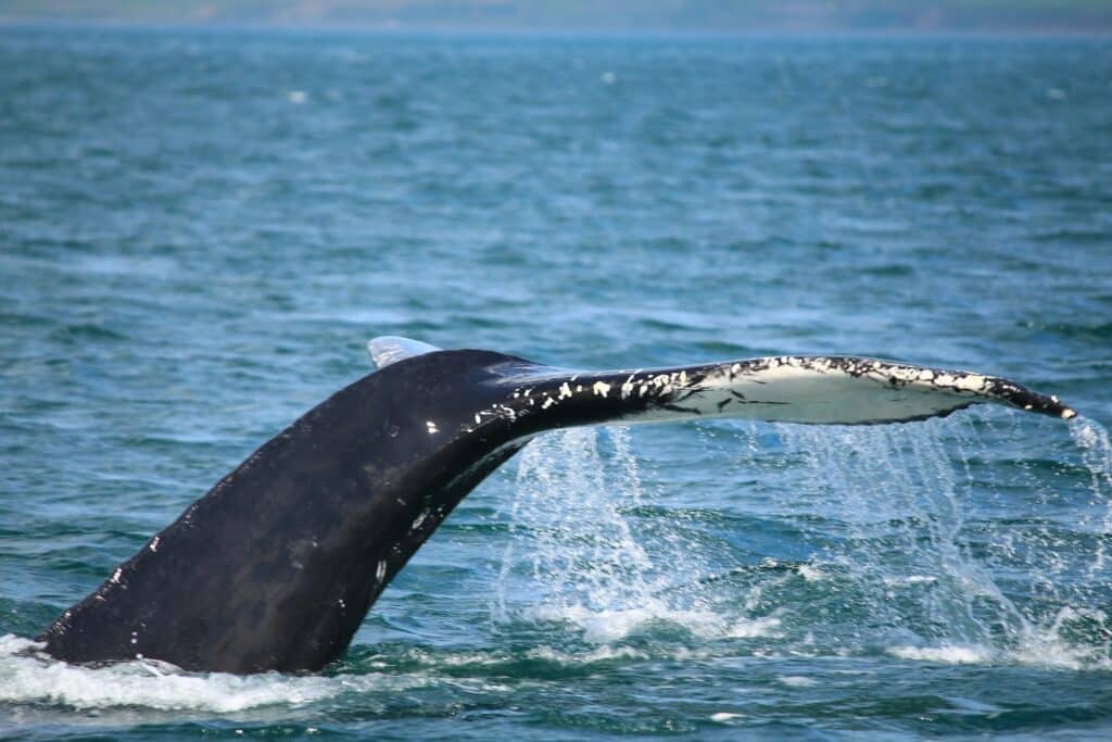 Barbatana de baleia na água