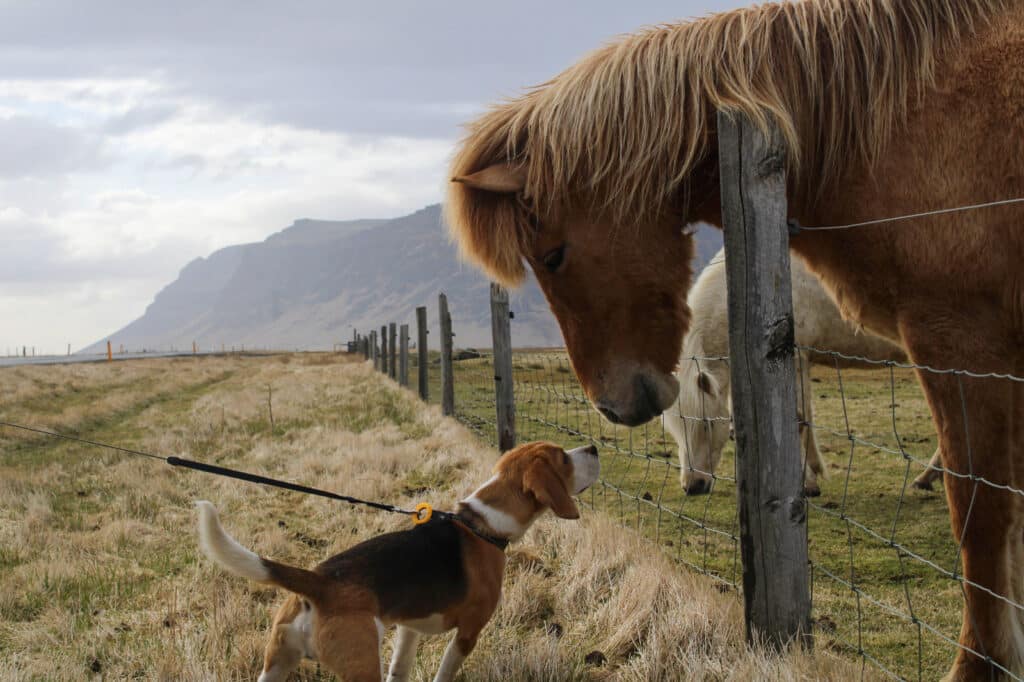 Habitantes de Islandia: caballos islandeses