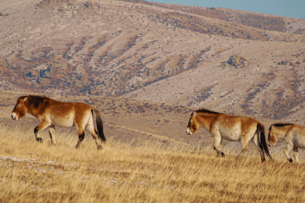 Nationalparker i Mongoliet - Hustai