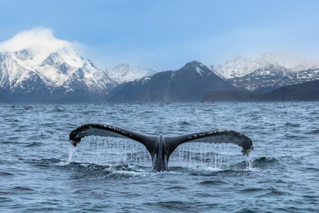 Aktivitäten in Norwegen - Wale beobachten