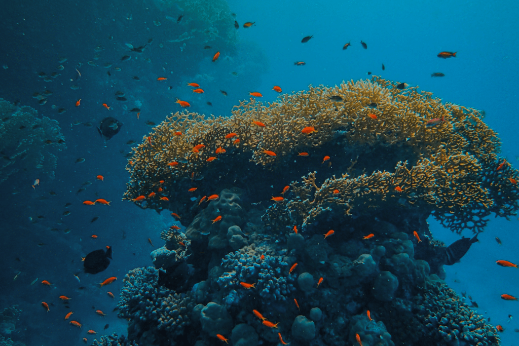 Activités au Sri Lanka - Plongée sous-marine