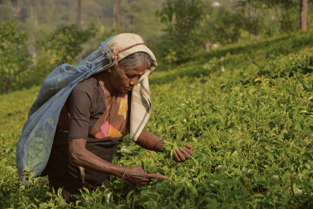 Attività in Sri Lanka - Piantagione di tè