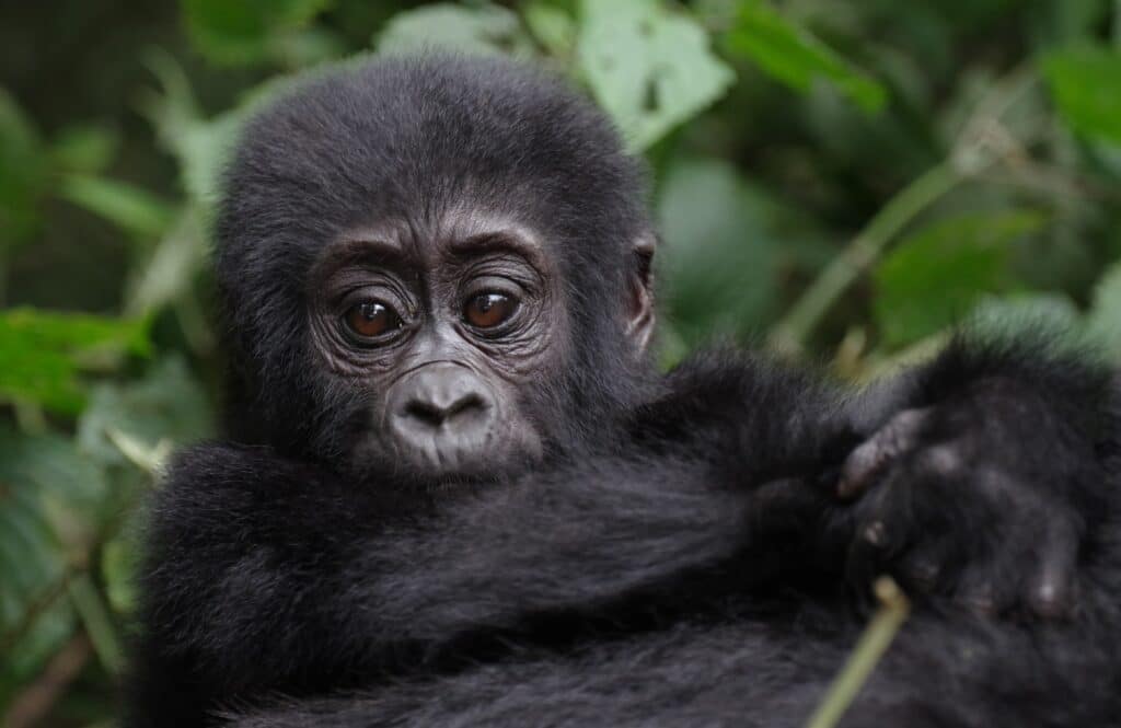 Ouganda - bébé gorille de montagne