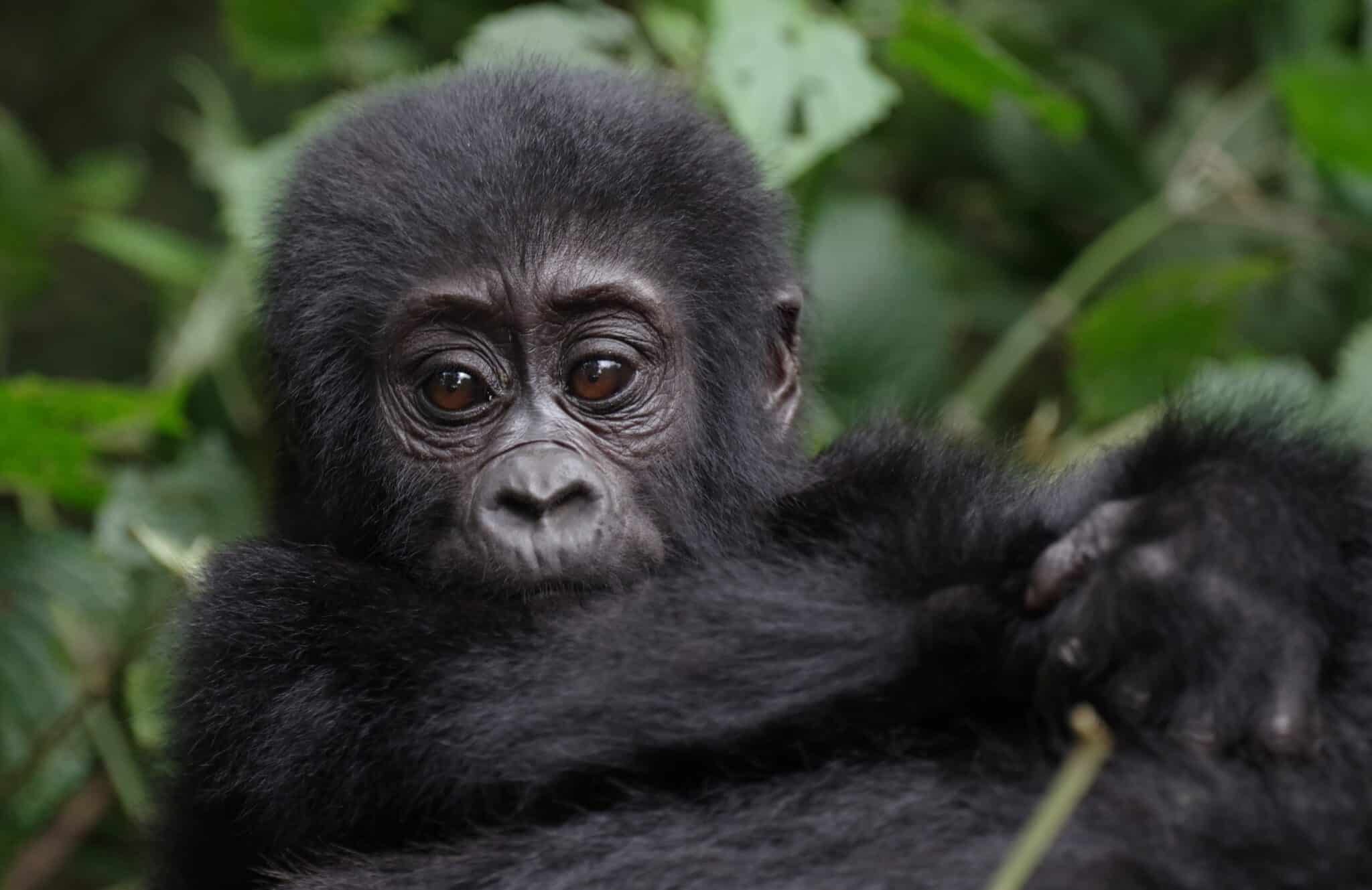 Escamado bebé gorila de montaña de Uganda