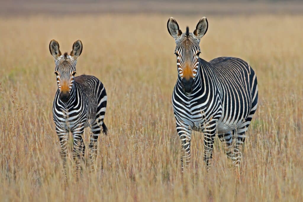 Zebra da montanha do Uganda