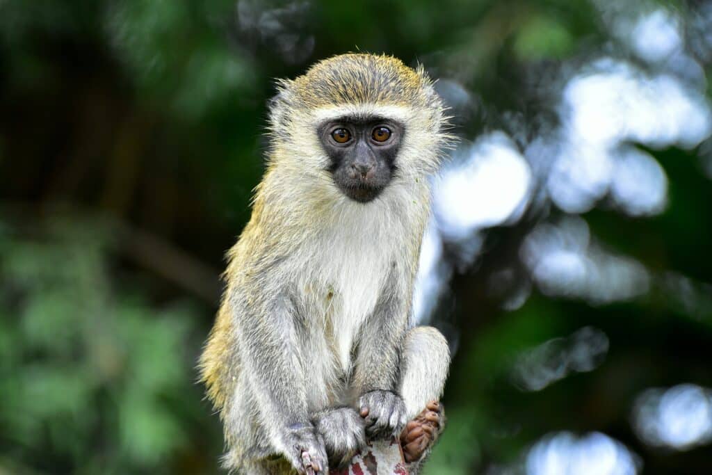Uganda - Scimmia vervet su un ramo