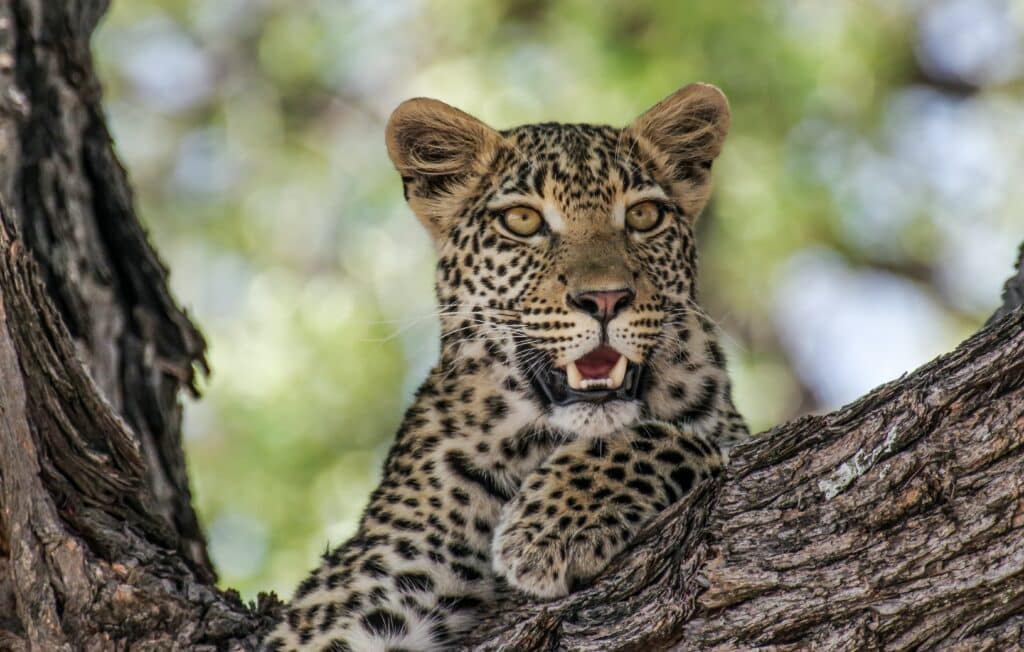 Uganda - Leopard i ett träd
