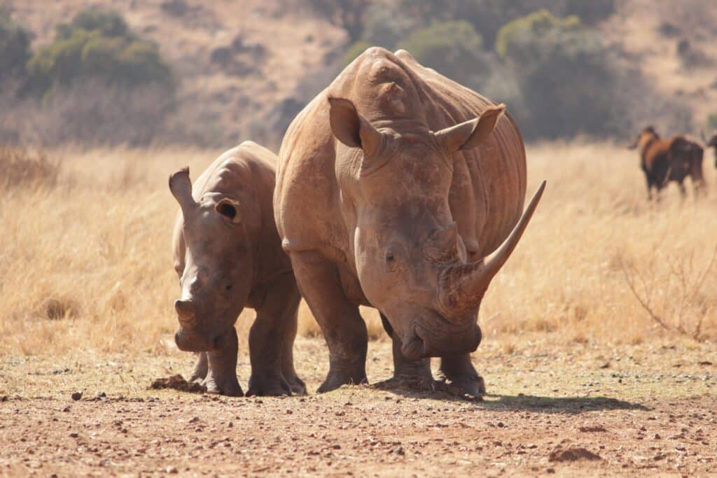 Uganda - Rinoceronte com bebé