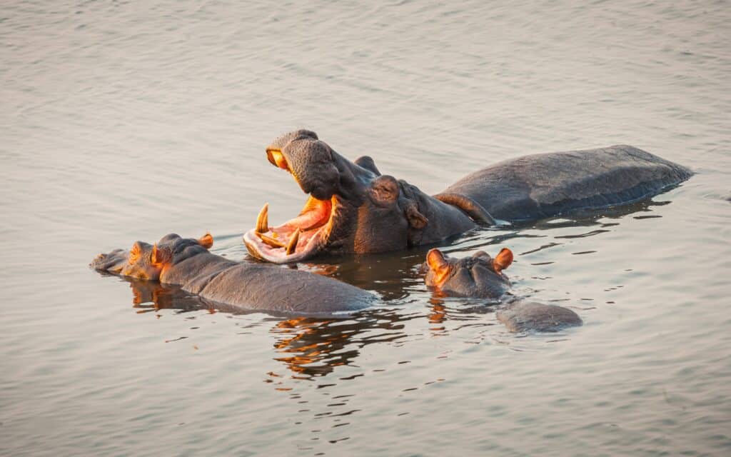 Uganda - Tre flodhästar i ett vattendrag