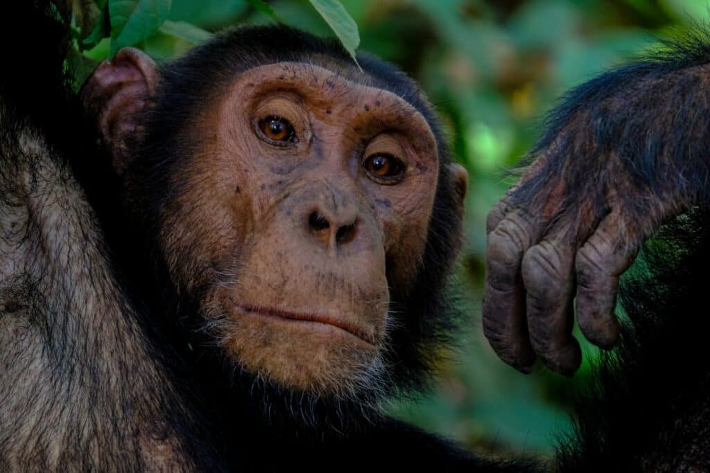 Uganda - chimpanse i nærbillede
