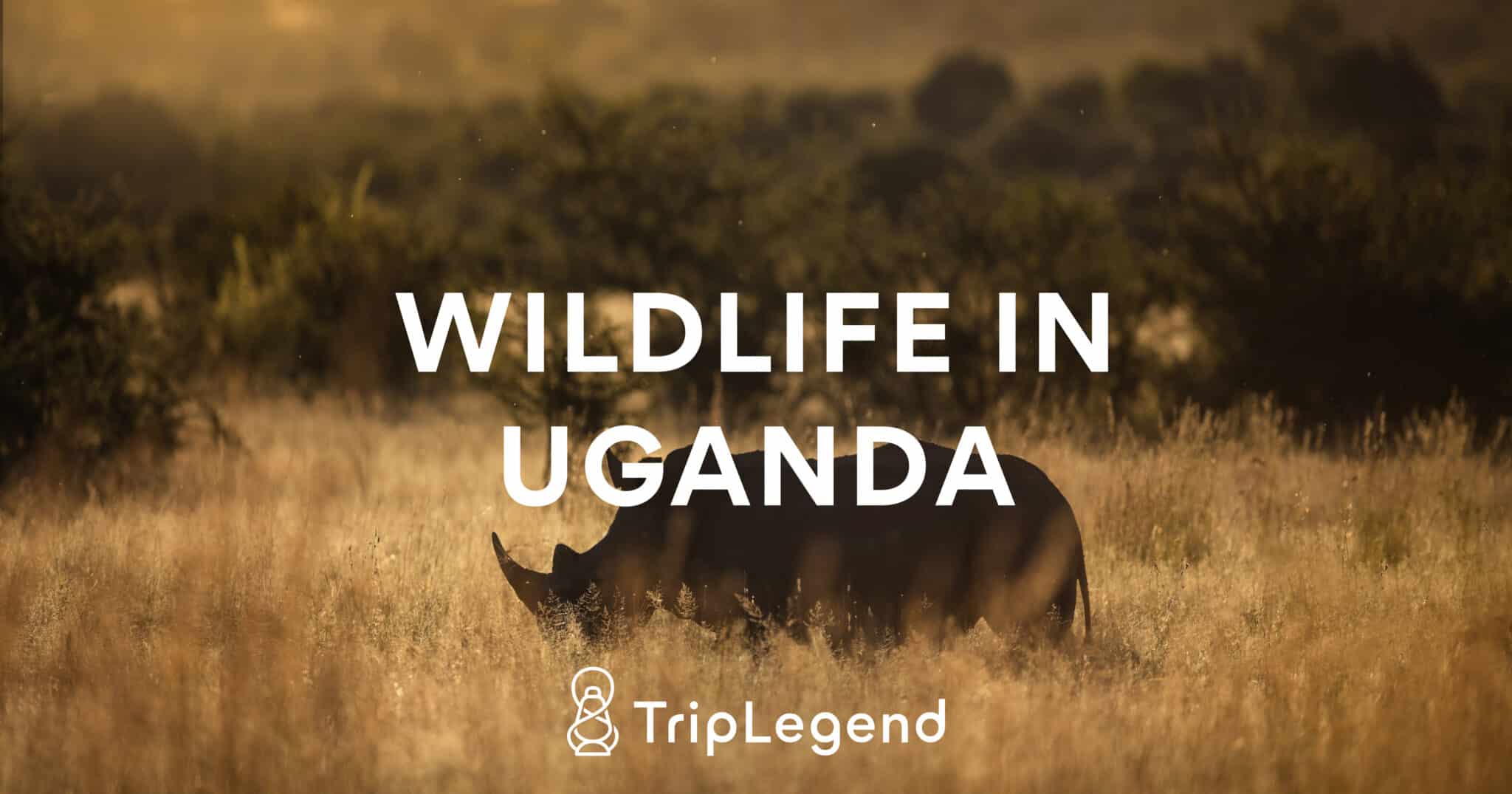 Contribution image for the article about wildlife in Uganda