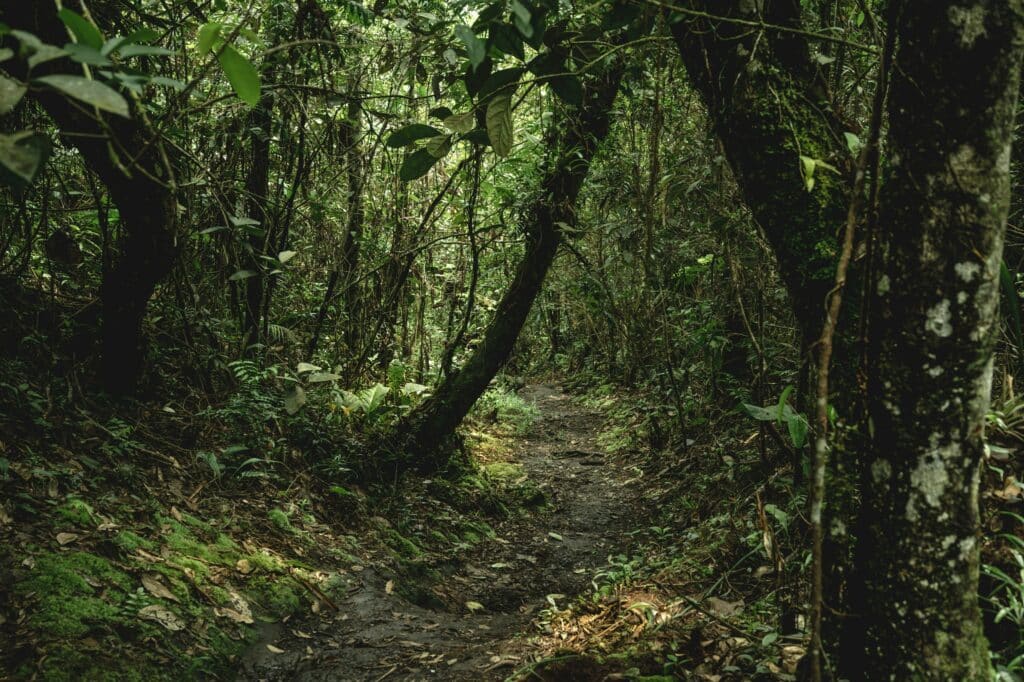 Foresta pluviale in Costa Rica