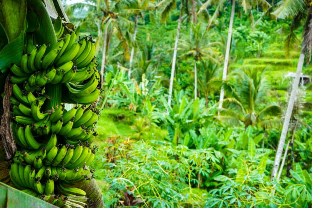 Plantación de plátanos en Costa Rica