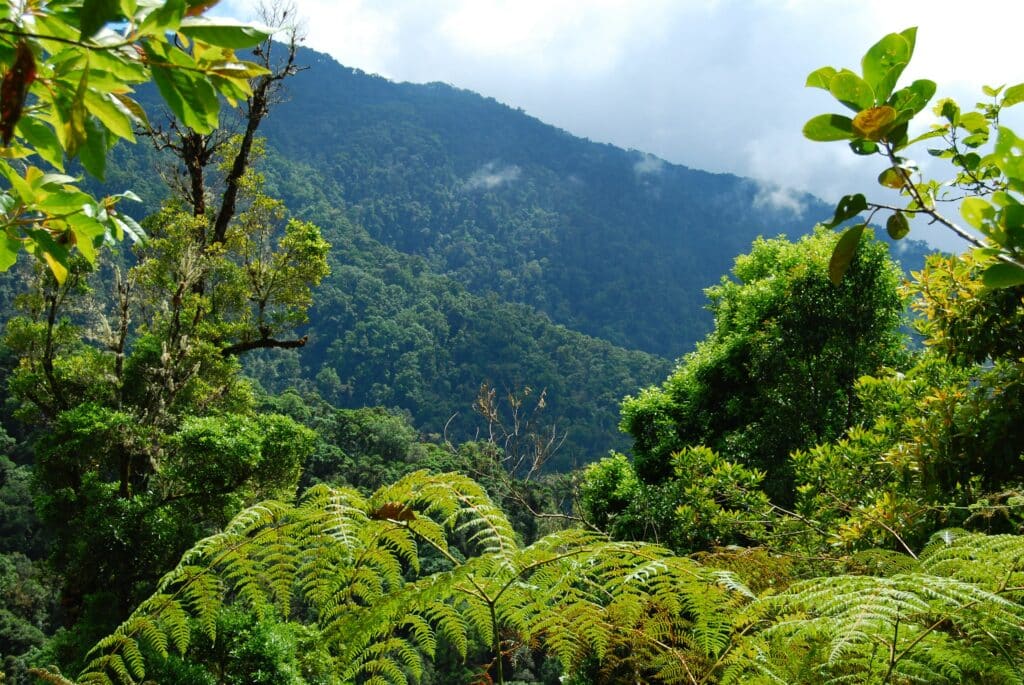 Foresta pluviale in Costa Rica