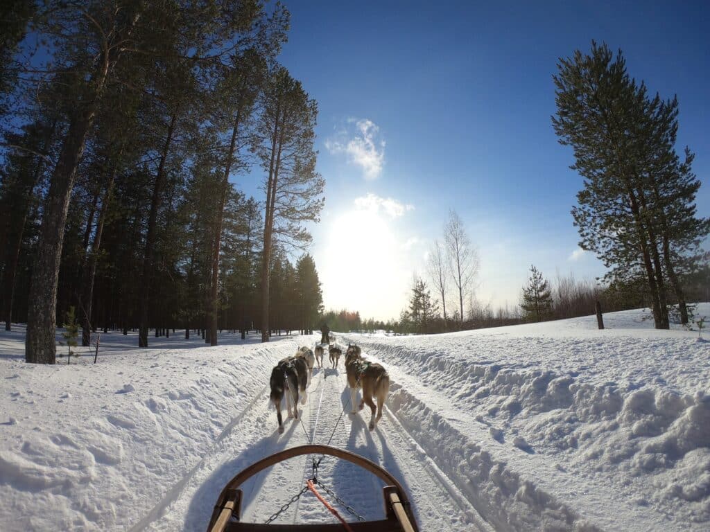Christmas sleigh ride with huskies