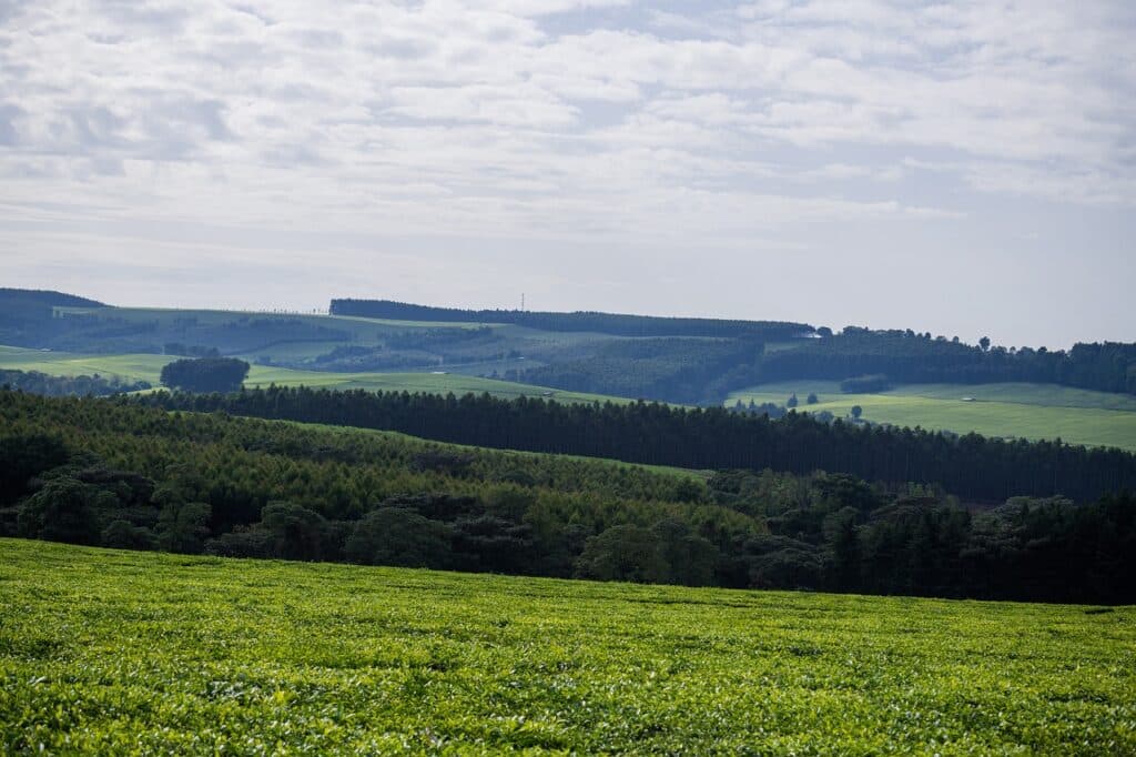 Plantation de thé au Kenya