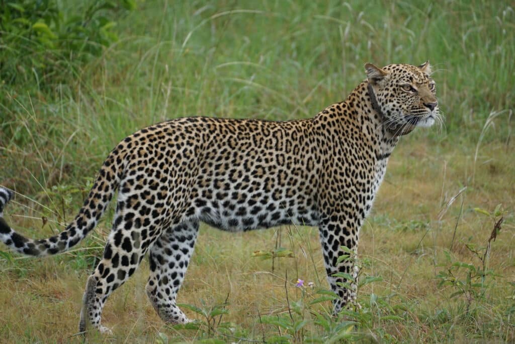 Een majestueuze aanblik van de luipaard in Oeganda