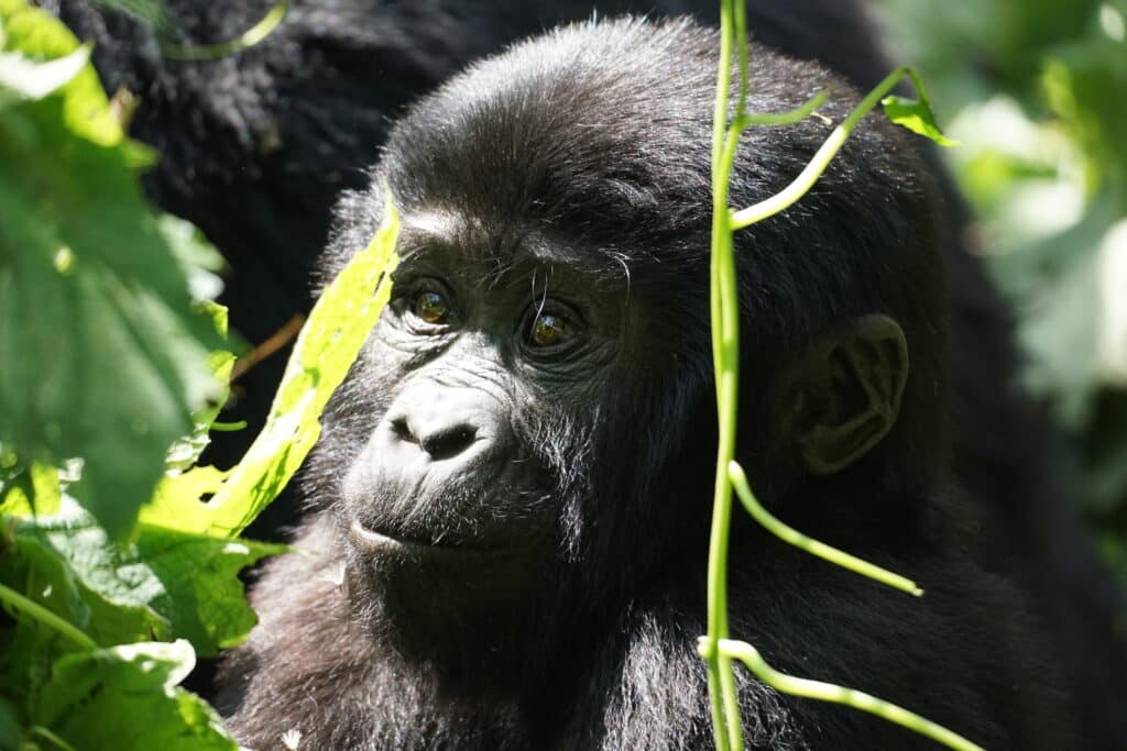 A young mountain gorilla up close.