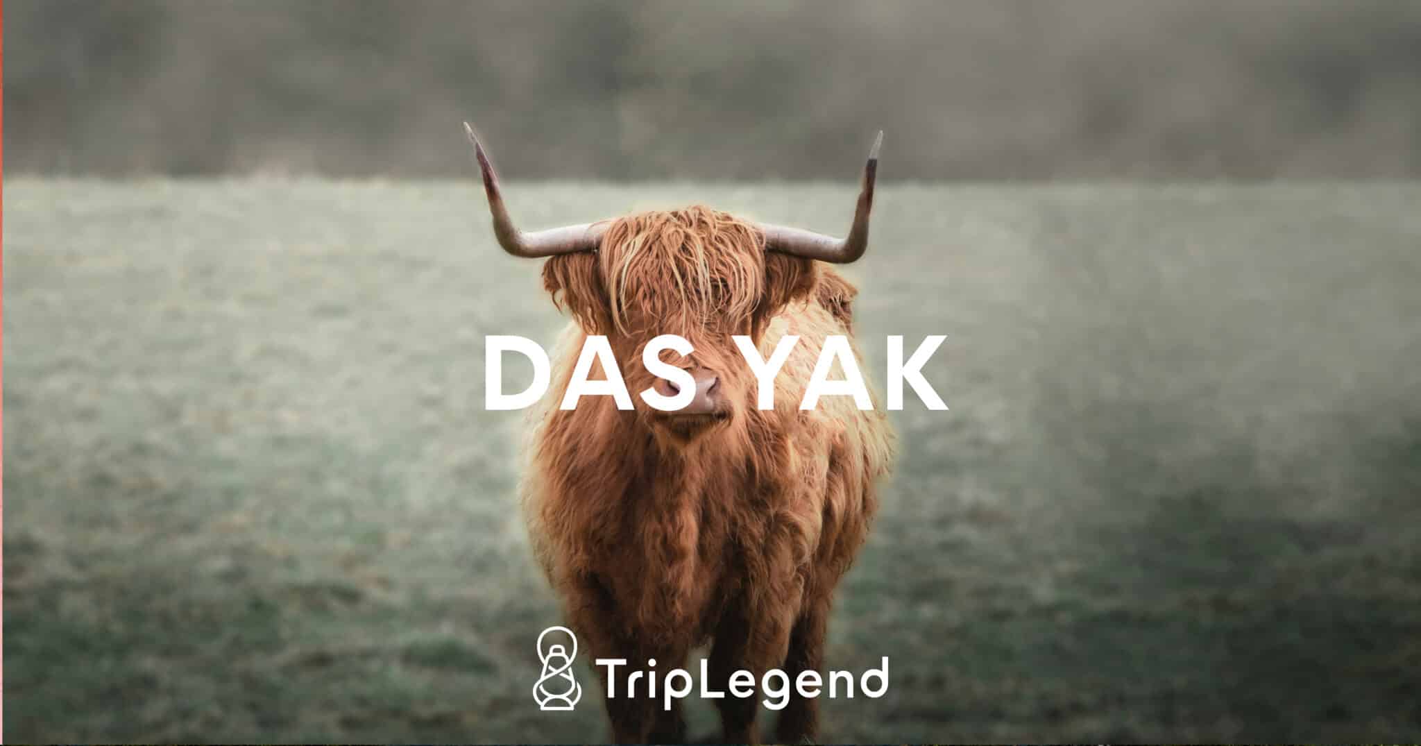 Le yak scaled