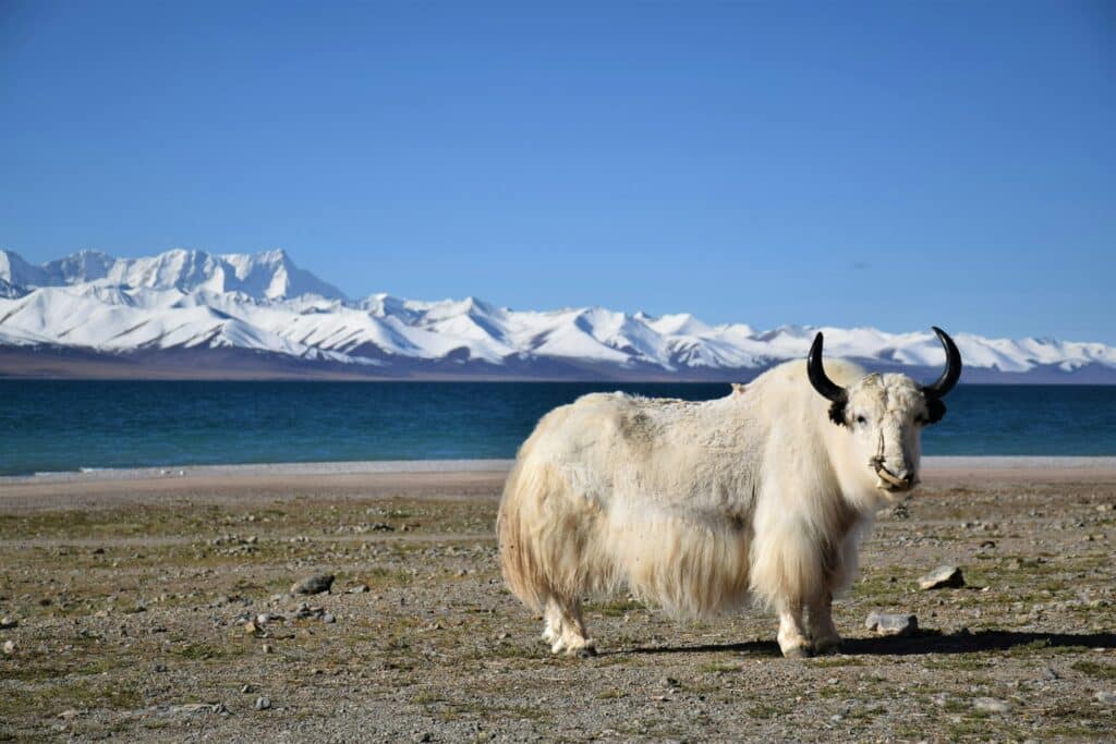 A white yak in front of a mountain lake.