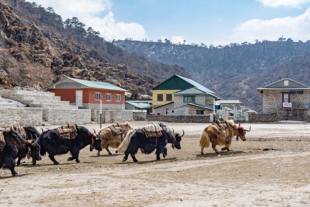 Le yak est aussi utilisé comme animal d'élevage.