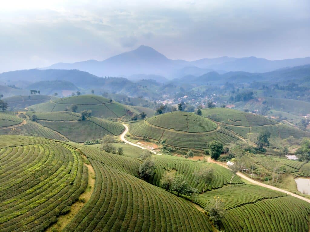 Plantations de thé sur les collines dans le nord de la Thaïlande.