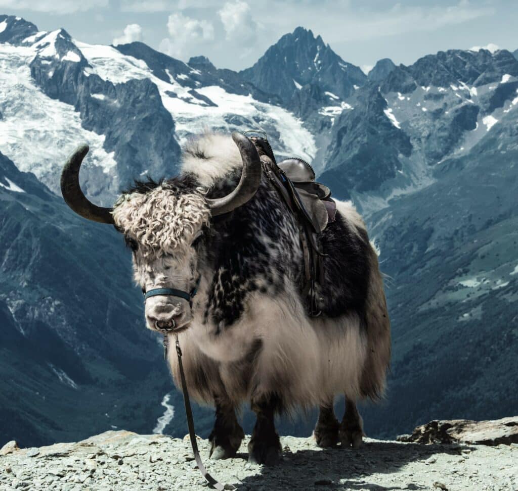 Un yak dans les montagnes.