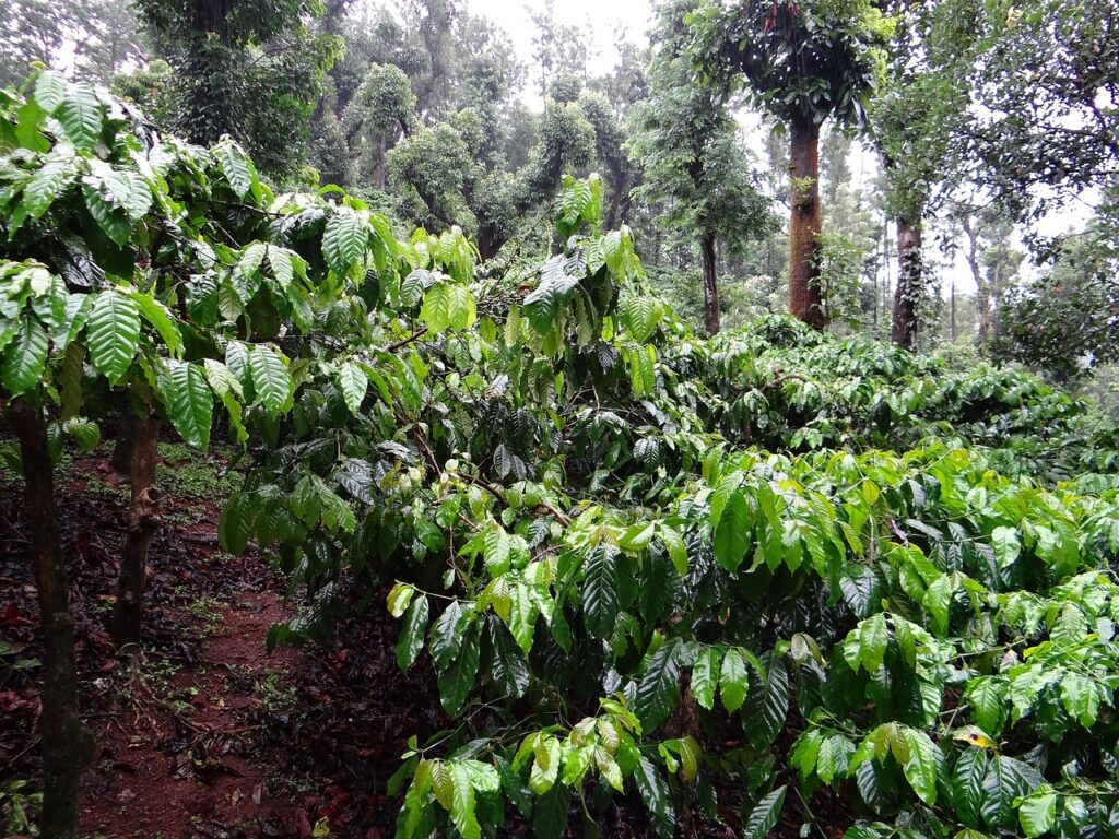 Une plantation de café.