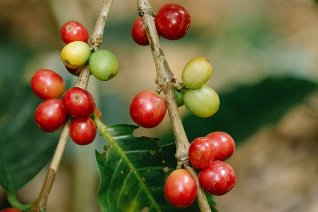 The red coffee berries that the goats are said to have eaten.